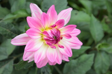 Beatuiful Pink varied flower of variety Dahlia.