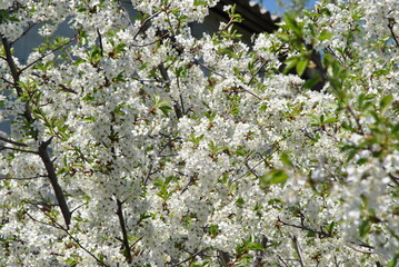 cherry tree blossom