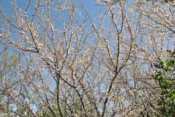 tree branches against blue sky