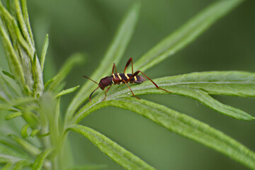 Beetle on a leaf