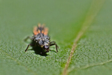 Ladybug larva on a leaf