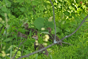 Baby turkeys in grass