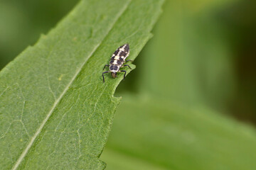 Ladybug larva on leaf