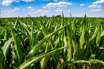 Fototapeta premium In the middle of a cornfield in the Midwest