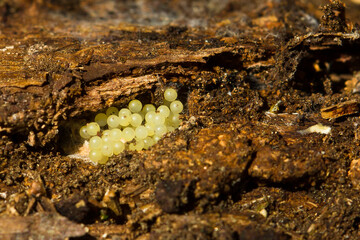 Laying of gastropods,Snail eggs on a rotten trunk,Vigo, Spain.