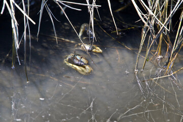 Fiddler crabs in a tide pool