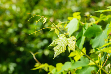 Fototapeta na wymiar 葡萄　デラウエアの若い葉