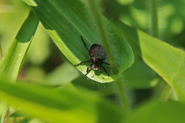 Japanese beetle on a leaf