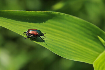 Japanese beetle on a leaf
