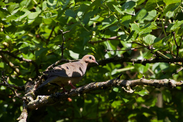 Mourning dove in a tree