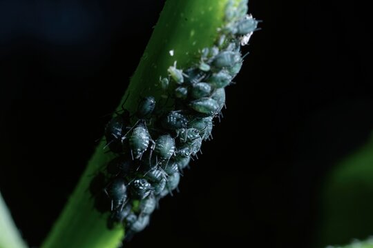mszyca macro