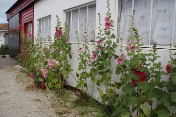 Fototapeta na wymiar rose trémière