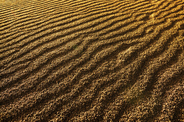 Las Dunas des Maspalomas, Gran Canaria, Spai
