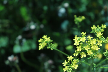close up of green leaves