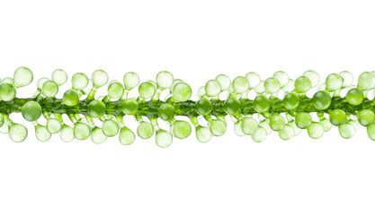 Sea grapes ( green caviar ) seaweed on white background