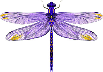 purple dragonfly with delicate wings vector illustration  - obrazy, fototapety, plakaty