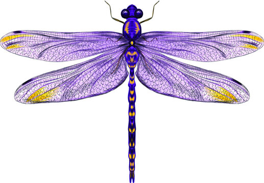 purple dragonfly with delicate wings vector illustration 