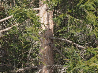 baumsterben, luftverschmutzung