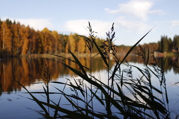reeds on the lake