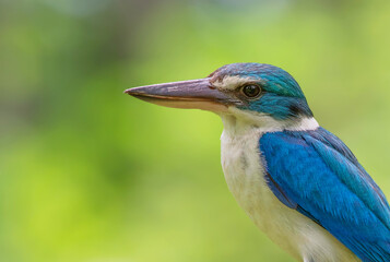 
Blue and white bird in beautiful nature  Collared Kingfisher