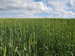 Green field of wheat ears