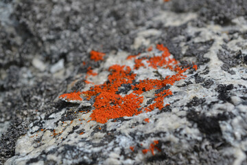 red lichen on rock