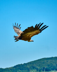 Wild vultures in Gerolstein Zoo