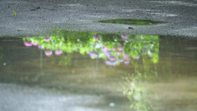 梅雨イメージ　雨が止んで　水たまりに写る紫陽花
