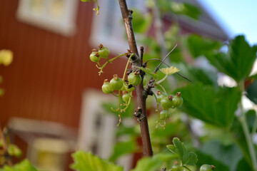 Unripe red currants