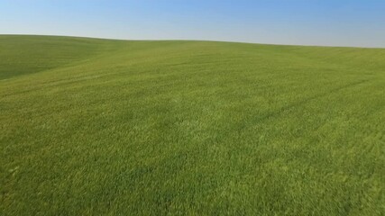 Flt over the green wheat field - Summer landscape with green grass 