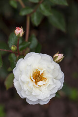 Obraz premium White garden rose with a yellow middle is covered with drops of water, close-up. Beautiful wildlife photos.