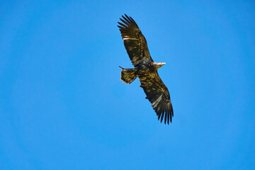 Bald eagle in Gerolstein Zoo