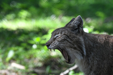 Bobcat in the wilderness of Germany