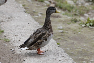 mallard on land