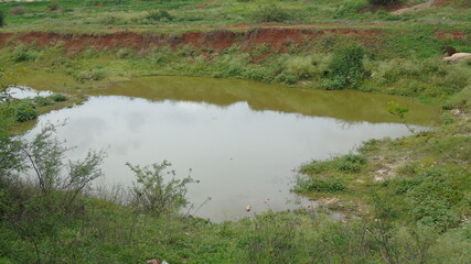 reeds in the lake