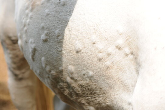 Nesselsucht beim Pferd