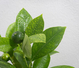 Kleine grüne Mandarinenfrucht mit Blättern die von Wassertropfen übersäät sind.