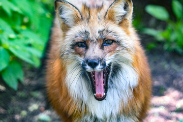 Rot Fuchs in deutschen Wäldern und Gärten