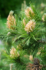 Blooming buds of pine cones and green needles on the branches of a pine tree. Nature background.