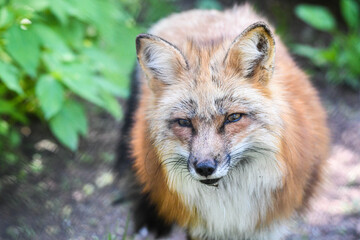 Rot Fuchs in deutschen Wäldern und Gärten