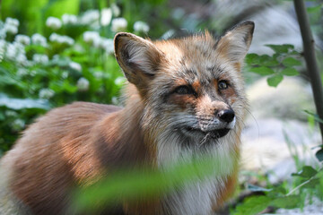 Rot Fuchs in deutschen Wäldern und Gärten