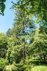 a wonderful park with big trees