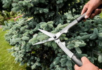 Professional gardener pruning a tree with garden scissors
