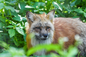 Rot Fuchs in deutschen Wäldern und Gärten