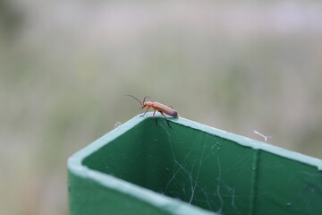 insect and web