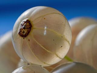 White currant Close-Up, Weisse Johannisbeere