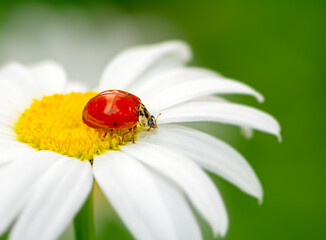 Ladybug on a white daisy flower © manfredxy