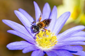 Bee pollinating on a flower blossom