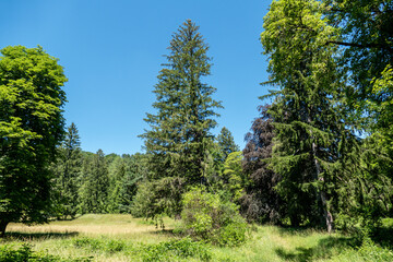 Fototapeta premium a wonderful park with big trees