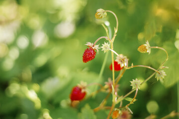 Wild strawberries bush in a summer forest decor - Bush of wild strawberries in their natural environment, on a sunny day of summer, The berry of ripe strawberries in a sunny meadow in the forest.
